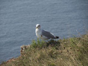 A seagull sits on a grassy slope overlooking the sea, helgoland, germany