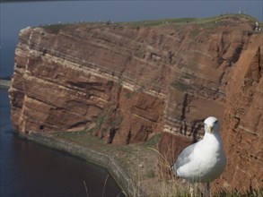 A seagull sits on a rocky cliff overlooking the sea and nature, helgoland, germany