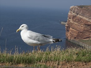A seagull stands peacefully on a grassy cliff overlooking the sea, helgoland, germany