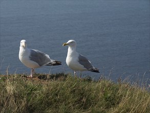 Two seagulls sitting peacefully on grassy coastal promontory with sea view, helgoland, germany