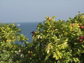 View of the sea and a sailing boat, framed by green trees under a blue sky, helgoland, germany