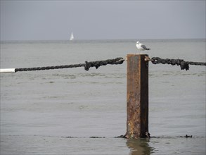 A seagull sits on a rusty pole in the sea, in the background a sailing boat, cuxhaven, germany