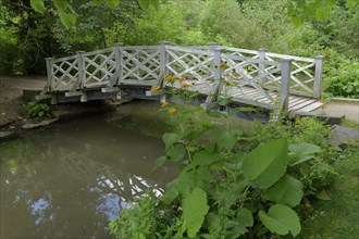 Pond in the castle park, wooden bridge, walk, walking, elecampane (Inula helenium), Bad