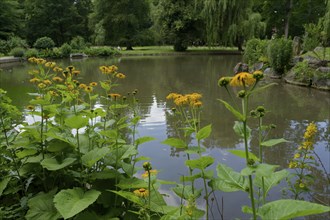 Pond in the castle park, elecampane (Inula helenium), Bad Mergentheim, Tauber, Tauber valley,