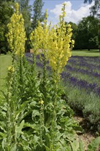 Early summer in the castle park, lavender, mullein, Bad Mergentheim, Tauber, Tauber valley,