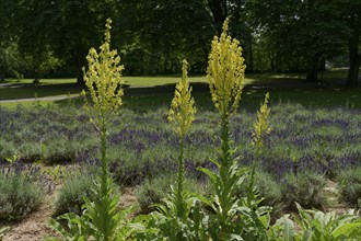 Early summer in the castle park, lavender, mullein, Bad Mergentheim, Tauber, Tauber valley,