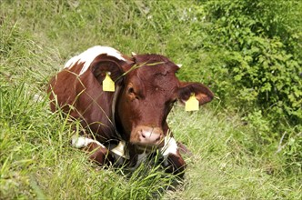 Young calf on the mountain pasture in bavaria, germany