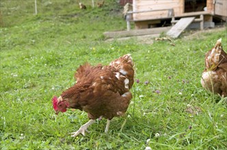 Hens living on an organic farm on a meadow