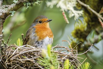 Small Robin bird in nest. Generative Ai, AI generated