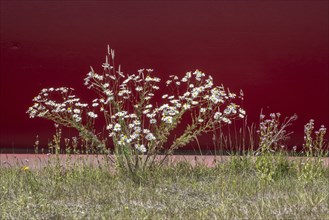 Scentless mayweed (Tripleurospermum inodorum) and centaury (Centaurium erythraea) in front of a red