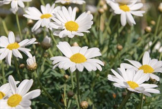 Many white marguerite flowers in the park