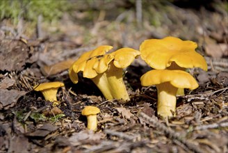 Yellow chanterelle cantharellus cibarius mushrooms in the wood