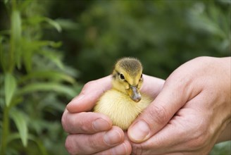 Hand holding little baby chick on a farm