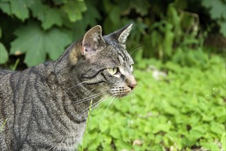 Hunting tabby cat in front of green background in nature