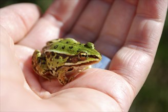 Close-up of a litttle water frog sitting on a hand