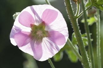 Pink hollyhock or mallow in back light. A spider lurks hidden behind a stalk. Rose hollyhock in