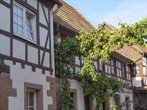 Traditional half-timbered houses with climbing ivy on the walls. Village atmosphere under a clear