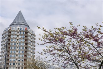 Residential building with pointed roof next to a blossoming tree in spring, rotterdam, the