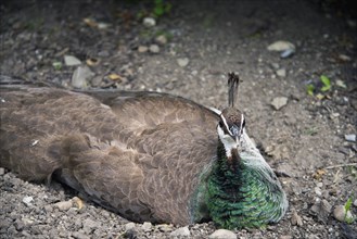 Female Peacock