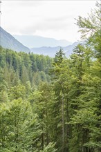 View over a green forest to distant mountains under a cloudy sky, gosau, alps, austria
