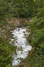 A small river flows through a dense forest, past rocks and lush green vegetation, gosau, alps,