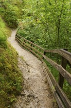 A narrow hiking trail with wooden railings, surrounded by dense green vegetation, gosau, alps,