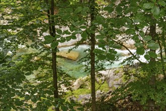 View through the trees to a clear river with stones in the forest, gosau, alps, austria