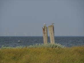 Two seagulls sitting on wooden masts in front of the sea and green meadow with wind turbines on the
