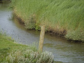 Narrow stream flows along dense grass and plants, hallig hooge, schleswig-holstein, germany