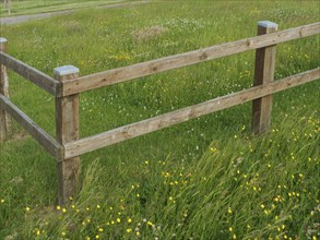 A simple wooden fence stands in the middle of a green meadow with scattered flowers, hallig hooge,