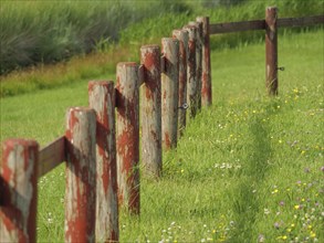 An old wooden fence runs along a green meadow with flowers and tall grass, hallig hooge,