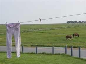 Rural scene with a pair of trousers hanging on a washing line and two horses grazing on a green