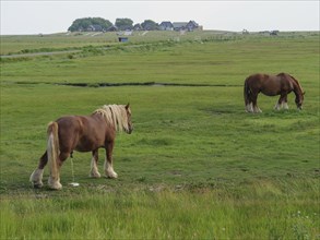 Two horses grazing on a green pasture near a small village with trees in the background, hallig