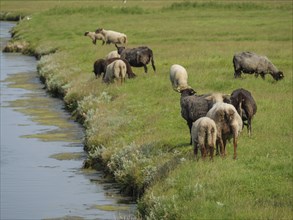 Green pasture along a watercourse with several sheep grazing peacefully, surrounded by a natural