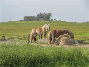 Two horses standing in a green pasture, with a hay feeding station in the foreground and a farm in
