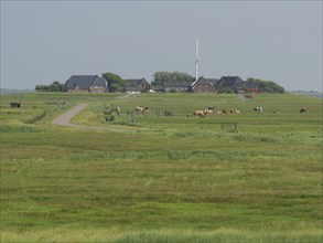 Landscape with a green meadow, crossed by a country road, along which cows graze and some houses