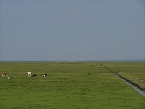 Wide green pasture with cows grazing in the distance, a narrow waterway and a calm horizon under a