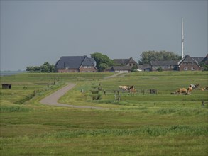 Rural scenery with a country road through a green meadow, lined with a few houses and grazing cows