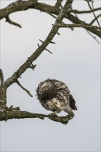 Little owl (Athene noctua), preening itself, Emsland, Lower Saxony, Germany, Europe