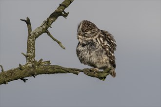 Little owl (Athene noctua), preening itself, Emsland, Lower Saxony, Germany, Europe
