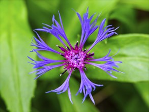 Perennial cornflower (Centaurea montana), Archenkanzel, Berchtesgaden National Park, Schonau am