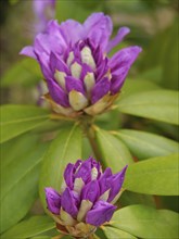Close-up of purple flowers on a plant with detailed petals and green leaves in the background,