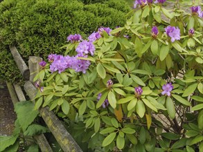 Shrubs with purple flowers next to an old wooden fence against a background of green foliage,