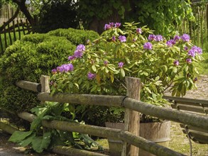 A rustic garden with purple flowering shrubs next to a wooden fence surrounded by green foliage,