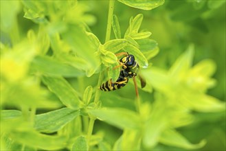 Close-up of a wasp (Vespinae) on leaves of Common St John's wort (Hypericum perforatum), in the