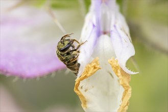 Close-up of a wild bee (Apidae) on a clary (Salvia sclarea) flower, clear details and colours