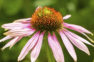 Macro photograph of a pink coneflower (Echinacea) with green leaves in the background, bright