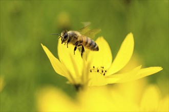 Close-up of a honey bee (apis mellifera) flying over a yellow flower with a blurred green