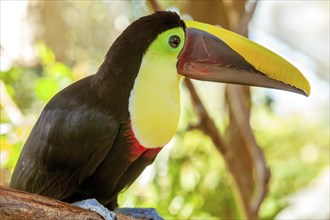 Colorful toucan in Costa Rica