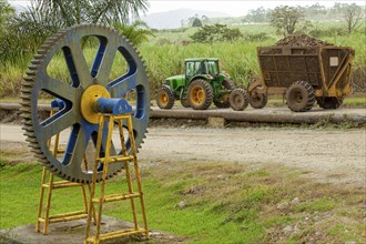 Sugarcane harvest in Costa Rica